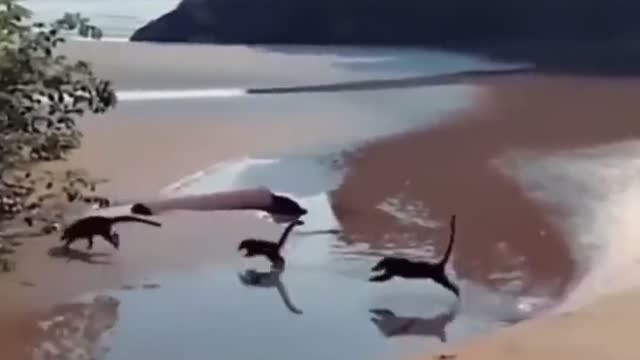 Seeing ‘baby dinosaurs’ running on the beach