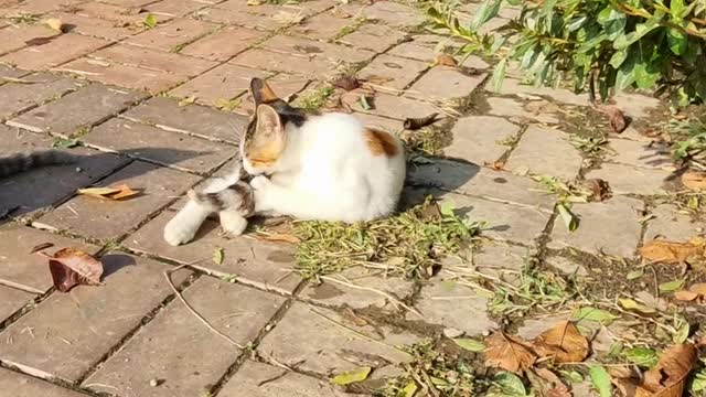 Kittens met while walking the dog