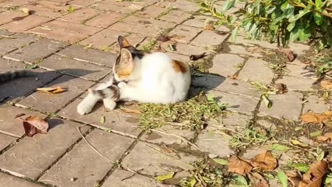 Kittens met while walking the dog