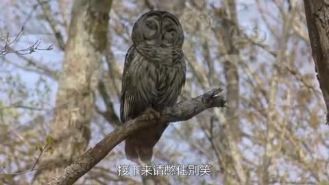 owl