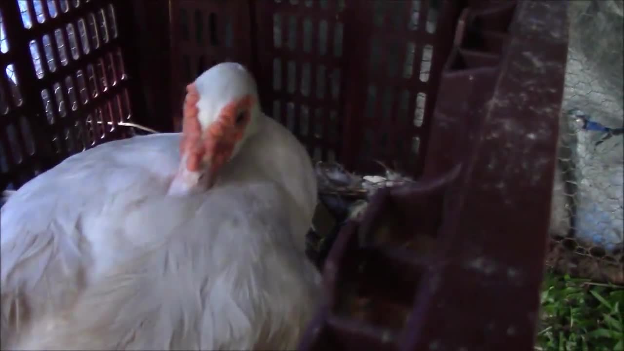 Everyday Hero Helps Duckling Hatch From Its Shell