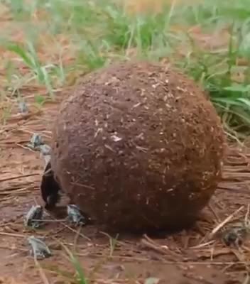 Get out of the way or get rolled over 😂