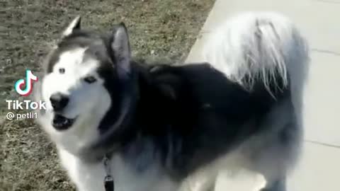 DOG COPIES SIREN POLICE