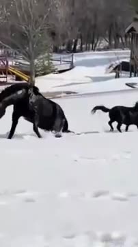 Funny Video Of Hourses