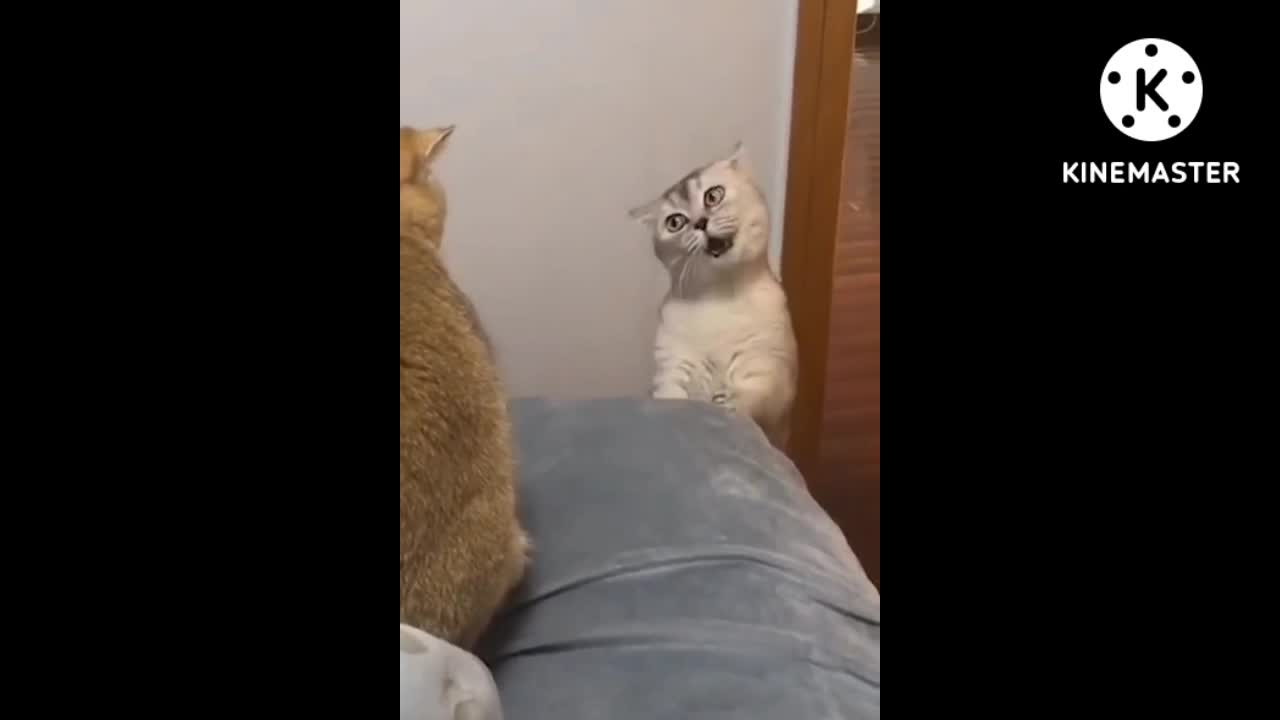 Kung- fu master cat 😺