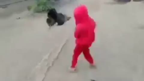 Baby fights with rooster