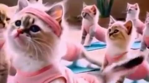Most funny cat 😺😺🐈 video