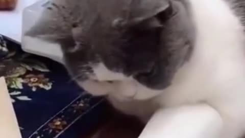 Funny cats videos