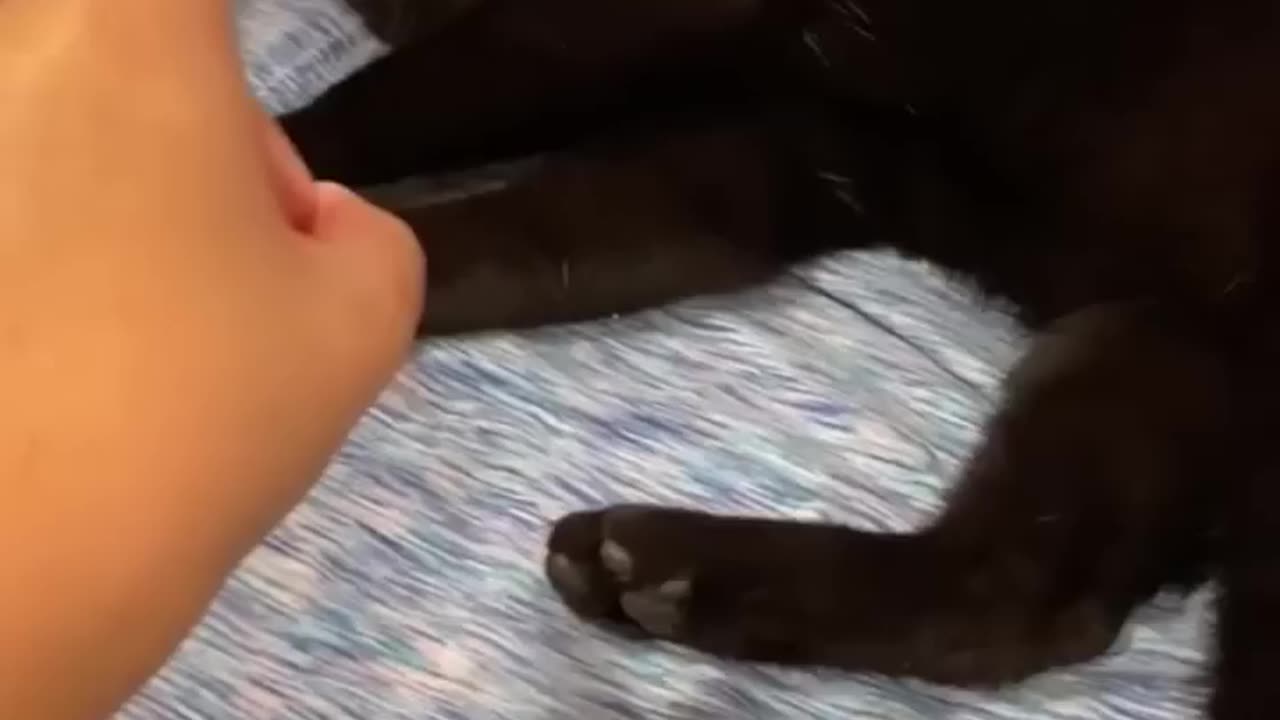Funny animals 2023π - Funniest Cats and Dogs Videoππ