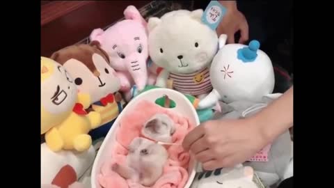 Funny animals 2020 - Cute dogs doing funny things # 2 | Funny dogs