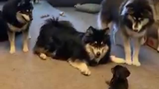 Dachshund puppy goofs around with his new friends 😂😂
