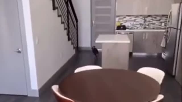 Dog: I'm sorry...boss...I'll be careful next time...