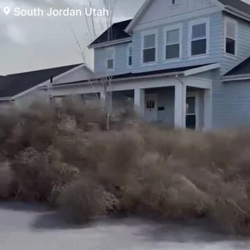 Hundreds of Thousands of Tumbleweeds Have Taken Over a Utah Neighborhood