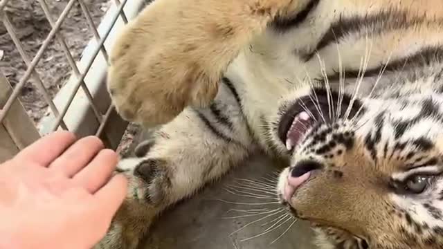 Play games with tiger cubs