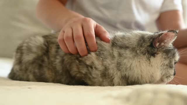See this beautiful cat video# cat lover