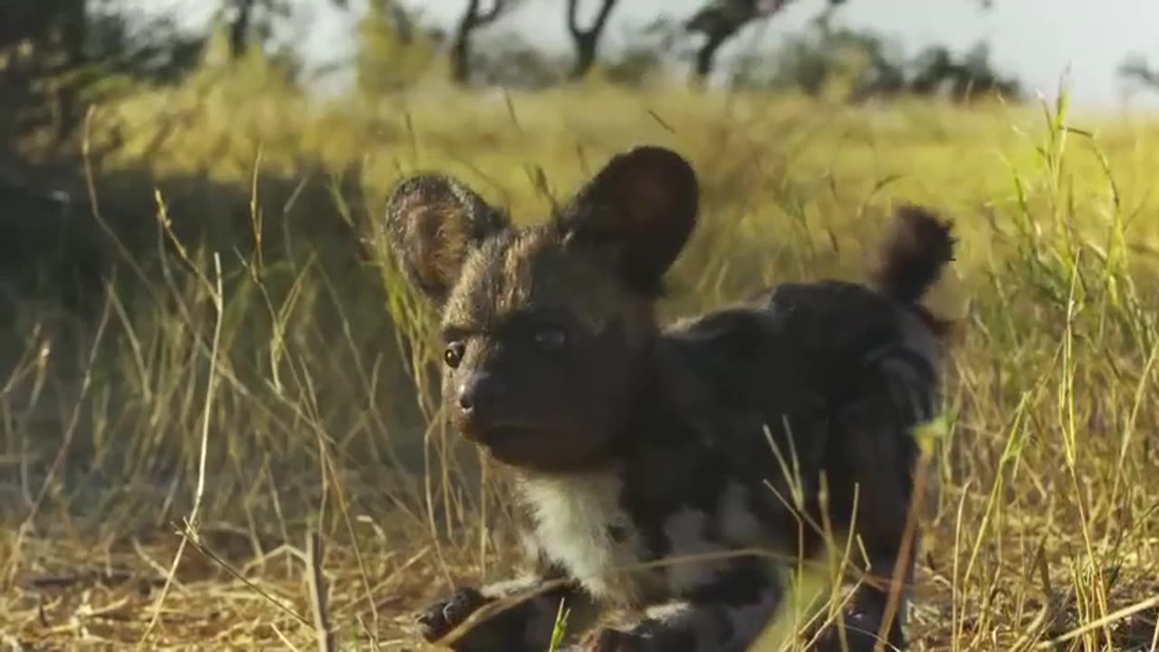 Baby Puppy & Friends