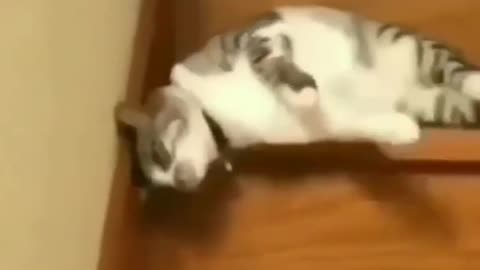 lazy cat