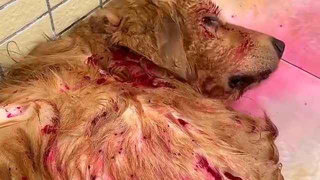 Golden Retriever bites owner's bank card😛 Dog steals eat dragon fruit and pretend to die🤤 Funny dog