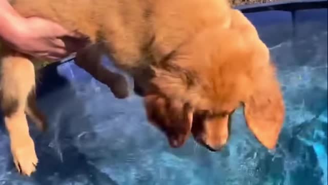 Funniest Golden Retriever Puppies Part.KpfHja