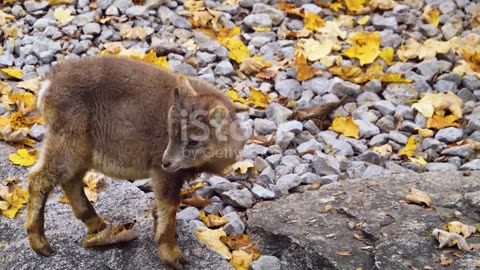 MARKHOR