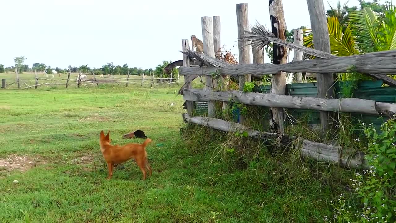 Baby monkey and milk cat fight with dogs