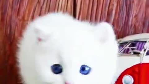 lovely and cute little cat video