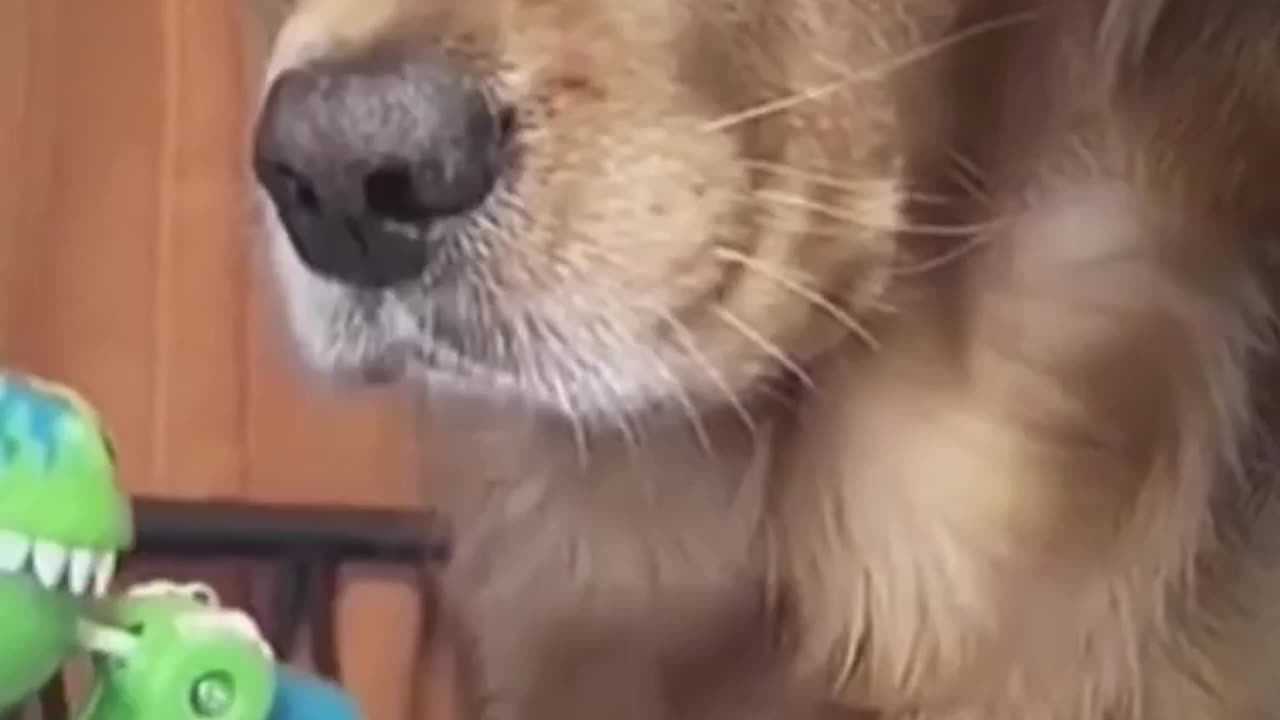 Dogs funny Moment