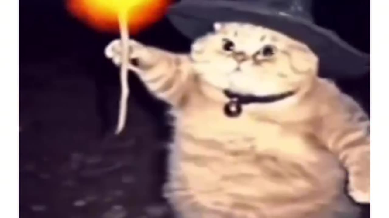 Cats Funny Video