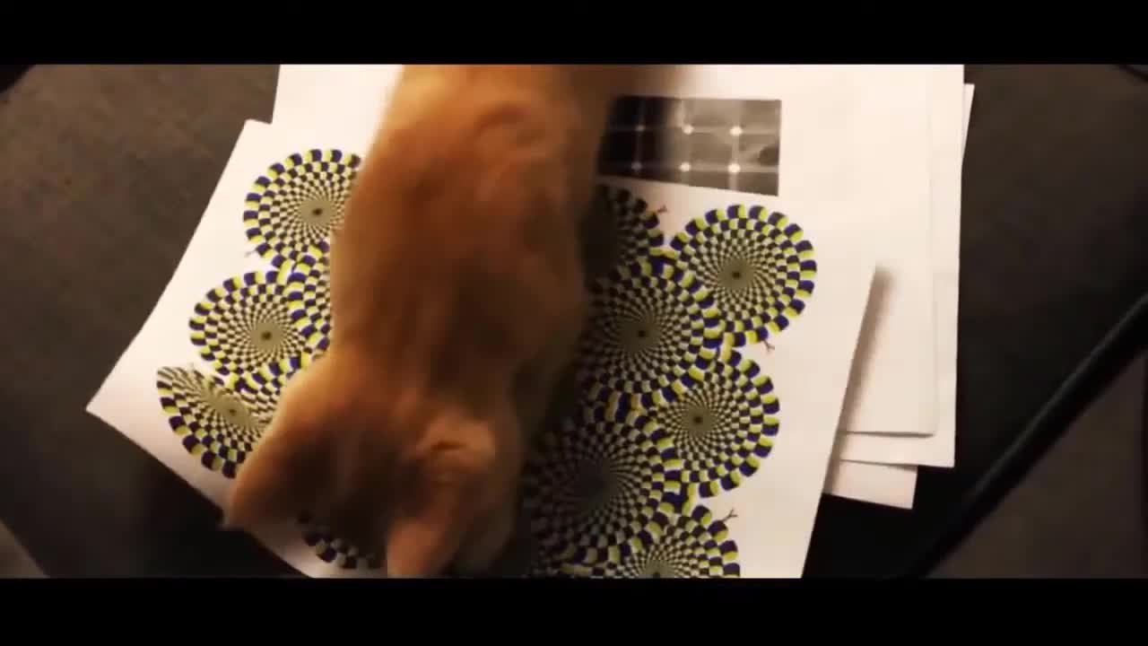 Cute and funny cat slapping in the face