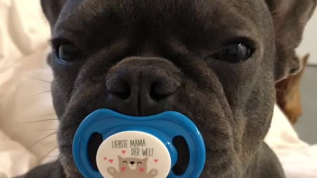 French Bulldog Enjoys his Binky