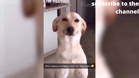 Funny Dog