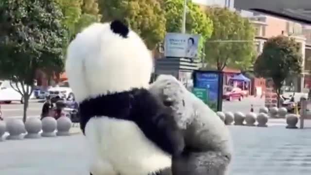 Cute panda makes you fall in love