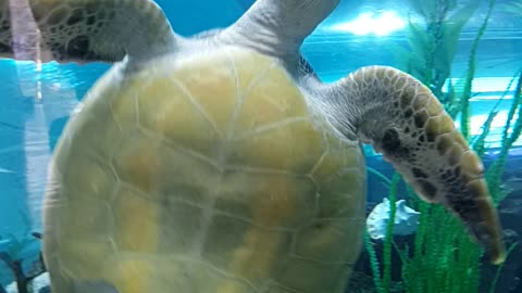 Hi,Blue Sea Turtle.