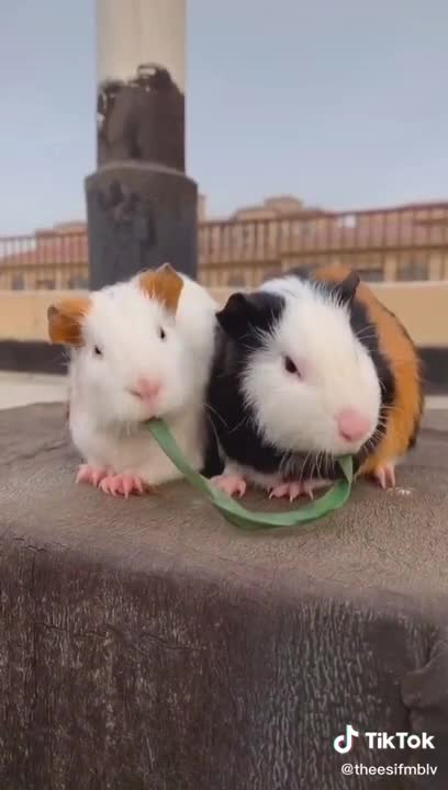 These two cute liitle rabbits awww.