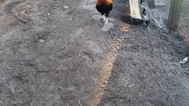 Mr Rooster awaits his flock