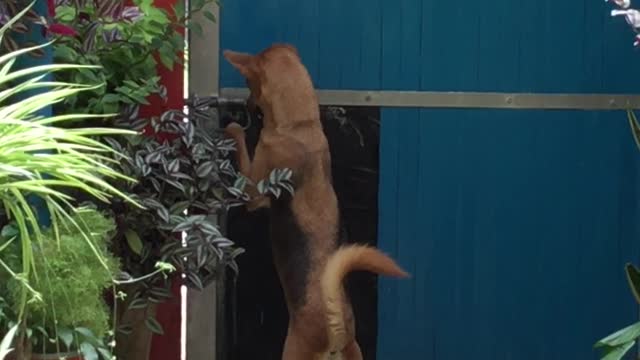 dog unlocks gate by himself #dogs