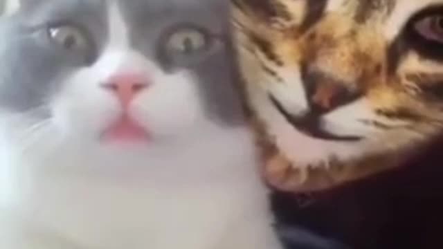 Cat reaction2