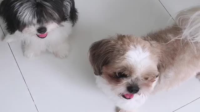 A family of shih Tzu playing