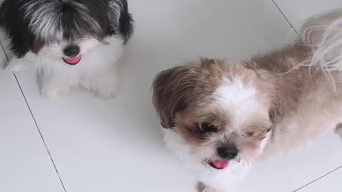 A family of shih Tzu playing