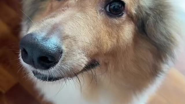 Put an ice cube on your dog to see their reaction