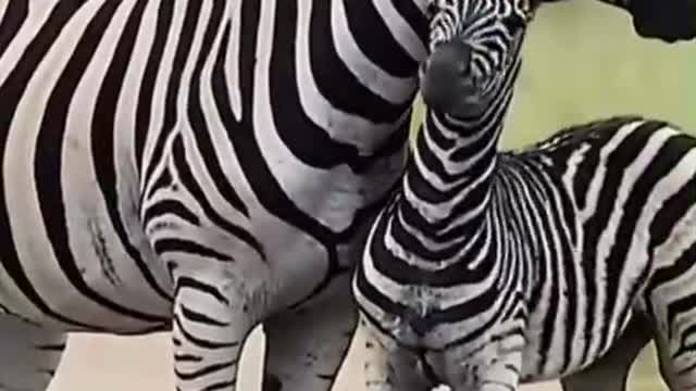 Two zebras are in love