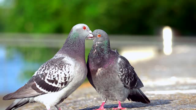 Two colourful pigeons on the ground