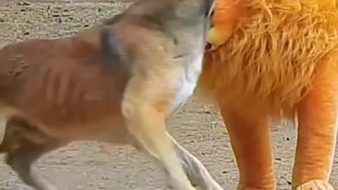 fake Lion and Fake Tiger Prank To dog