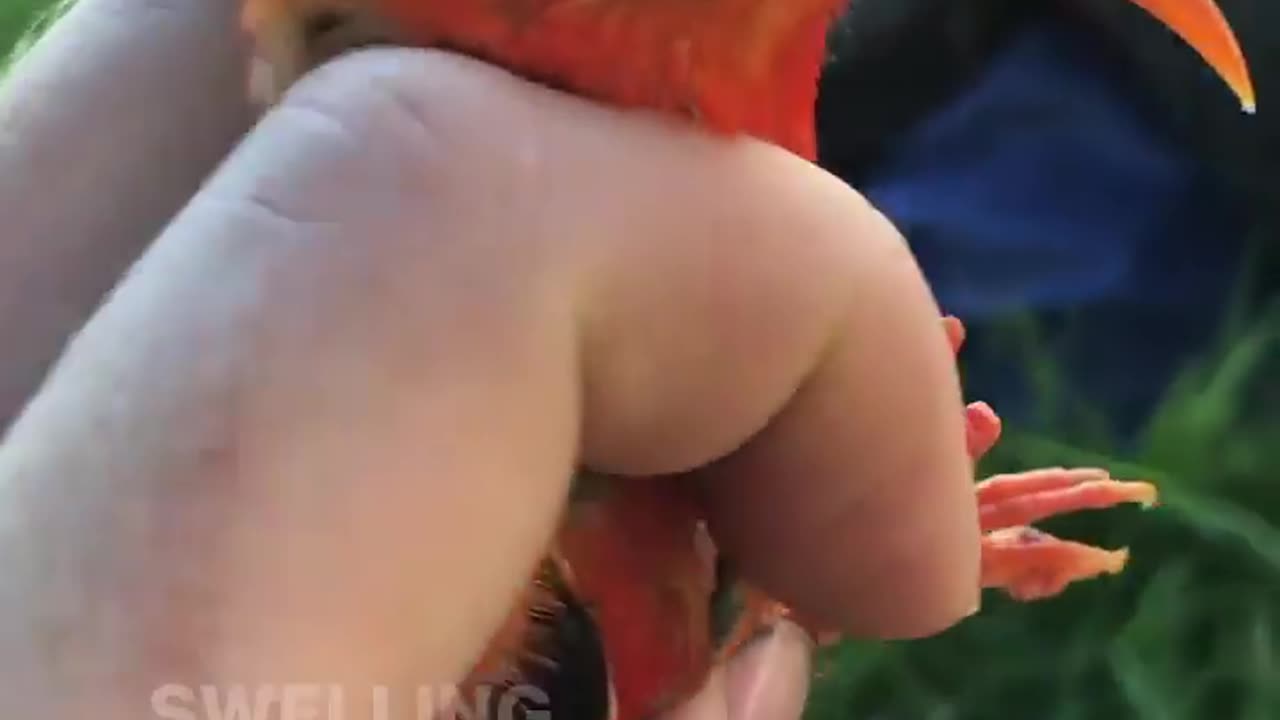 wildlife