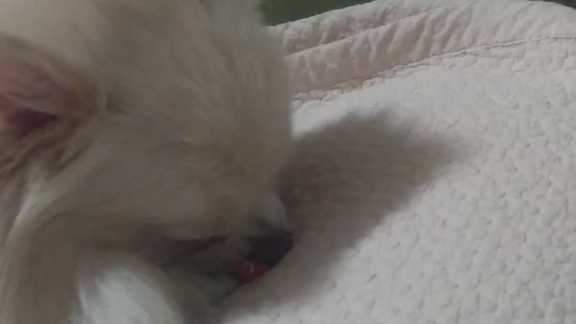 Forgetting sausage