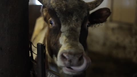 A single big ugly dirty bull looking at the camera while eating in a pasture. Bull on the farm