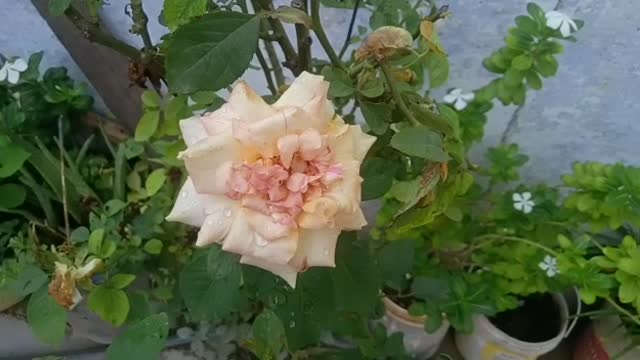 Rose in my garden