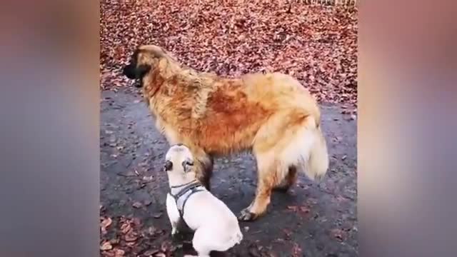 Cutest puppy playing with his buck