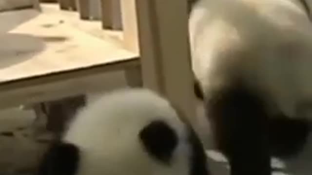 Pets lover never forget to watch this pandas fun