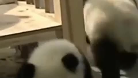 Pets lover never forget to watch this pandas fun